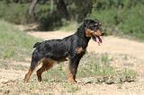 JAGDTERRIER ALLEMAND 001